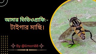 আমার ভিডিওগ্রাফি:- টাইগার মাছি।