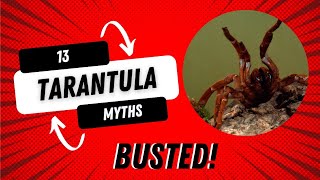 13 Tarantula Myths.  BUSTED!