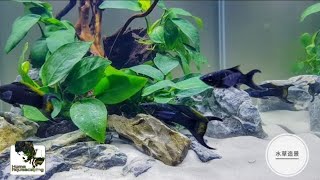 SHOPPING FOR NEW FISH ! |Membuat Aquascape|水草造景