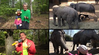 Was müssen das für Bäume sein - Elefantenkanon - Waldlied mit Bobby Affe zum Mitsingen und Mittanzen