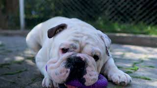 Lazy morning. English Bulldog and Siberian kitten ...