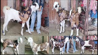 2025 ke liye 😉 Top Quality Gujri Male Kids 🐐 Available At #PathanFarmHouse...😇