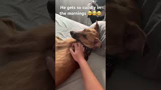 #asmr Dog’s cuddly mornings are the best 🐕❤️ #puppy #cutedog #perros #doglover #dog #morning