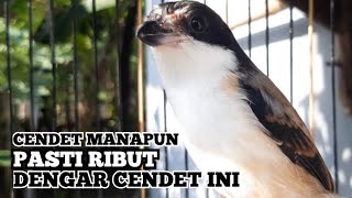 PANCINGAN CENDET PAGI HARI.SEKALI DENGAR PASTIKAN CENDET MANAPUN NYAUT DENGAR SUARA CENDET INI