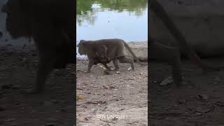 Lovely cute little baby eating with mother #short3