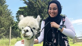 NABS DAILY| Alpaca Farm🦙 Aerie/ Joe Fresh & Behind the scenes of a fashion haul