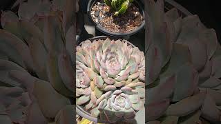 Comprei essa colônia de Echeveria Mistery 😍