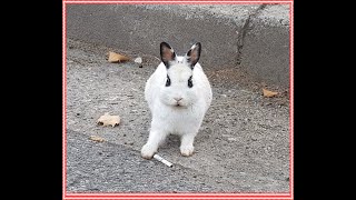 집나온 토끼? 넌 누구냐! 차도에 쉬고 있는토끼 (strange rabbit City Rabbit)