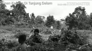 Mat Drus - Panen Kacang ( Desa Tanjung Dalam PALI )