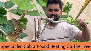 Spectacled Cobra Found Resting On The Tree #snake #rescue #viral #trending #wildlife #india #mysore