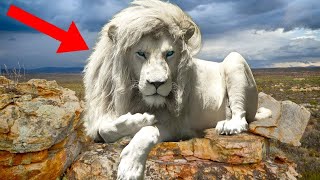 Unique Lions Around The World!