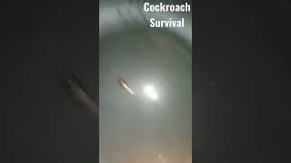 A cockroach survives under water #animal #insect #tiktok #youtube #power #respect #asmr #amateur