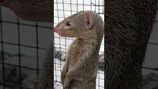 mongoose price in india