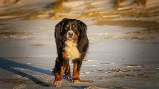 Are Bernese Mountain Dogs good at agility training?