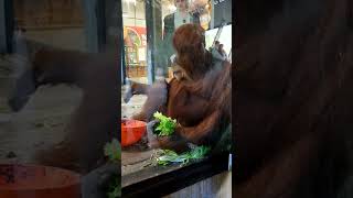 Orangutan | Innocent Look on his Eyes | Melbourne Zoo