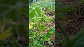 I have spotted a fruit! Documenting to know how long tomatoes take to ripen: organic farming #shorts