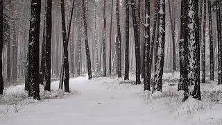 Winter Snowfall Snow | Video Footage