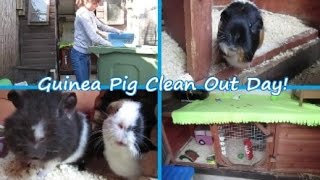 Guinea Pig Clean Out Day!