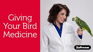 How To Give Your Pet Bird Medications | Bird Owner Tips