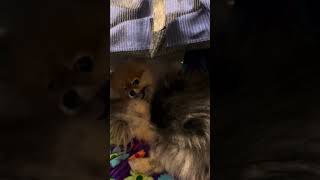 Pomeranian Bedtime Antics: Too Cute to Handle