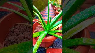 Aloevera plant care| Aloevera| Plant tips | gardening