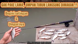 CARA MUDAH MANCING IKAN WADER 100% DAPAT BANYAK. #mancingwader