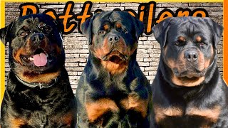 Os Rottweiler mais TOPS do mundo | The most top Rottweilers in the world