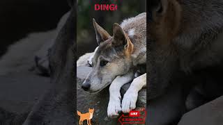 Relaxing Dingo Chills on a Boulder! 🐕🪨 | Wild Dog Moment #Shorts