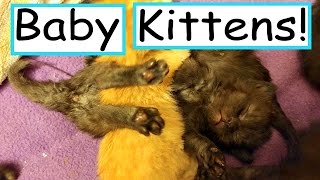 3 Week Old Baby Kitten Playtime!