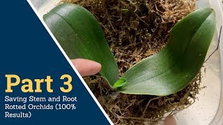 Part 3: Saving Stem and Root Rotted Orchids (100% Results)