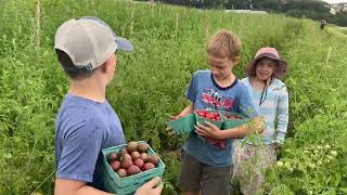 We quit  picking cherry tomatoes in the rain