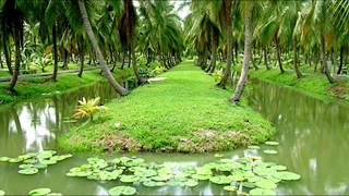 Amazing New Agriculture Technology   Coconut Farm   COCONUT FACTORY