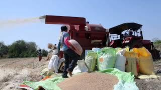 Wheat Harvesting Season InIndia | Wheat Farming | Harvesting Trector