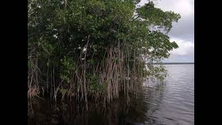 Everglades Pontoon Boat Tour   Flamingo Adventures