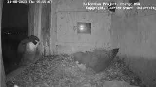 FalconCam 2023 08 31 3rd egg, changeover and prey