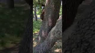 Il Conalpa Pescara sul taglio degli alberi in via Pantini