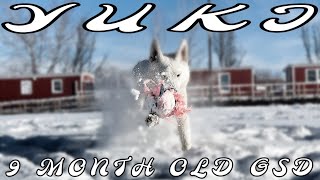 Yuki 9 Month  Old GSD| Best Trained Dogs of OR | Portland OffLeash K9 Training