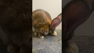 This Is Normal For Flemish Giant Rabbits