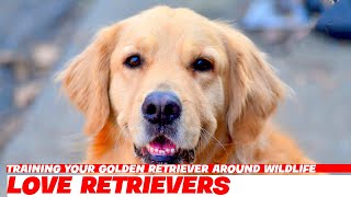 Training Your Golden Retriever Around Wildlife