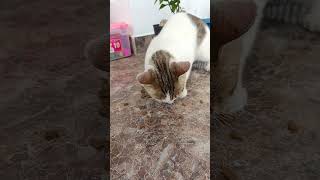 Meong meong meong#shortvidio #cat #funny #cute #