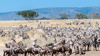 4K African Animals: Amboseli National Park  wildlife wonders