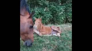 How cute 🥺 Best Animals compilation 2021| #shorts | Top Viral Animal Videos