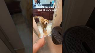 Golden retriever is addicted to socks