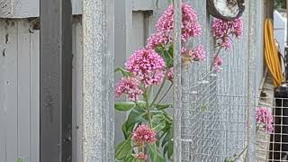 Hummingbird hawkmoth in Newcastle County Down