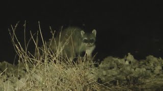 Crab-eating raccoon, Pouso Alegre Lodge, Brazil