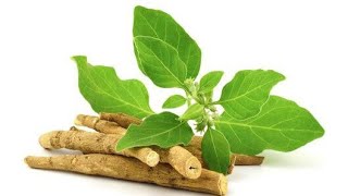 Ashwagandha Ke Fayde Aur Nuksan ।। Ashwagandha Benefits And Side Effects in Hind।।