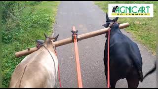 Training 1yr old calf | 1வயது காளைக்கு பயிற்சி