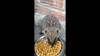 Hedgehog steals cat food