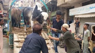 Heavy Weight & Beauitful Bulls Unloading in Ramswami I Bakra Eid Karachi 2023