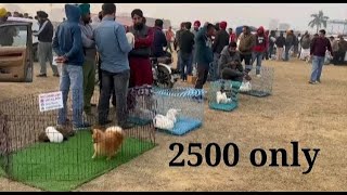 Low Rate Dog Market in India